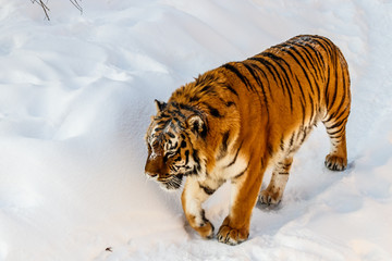 beautiful panthera tigris on a snowy road