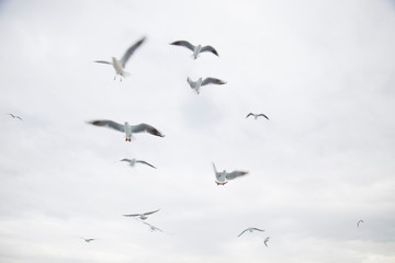 seagulls flying in the air