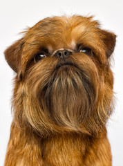 Griffon dog looking on a white background