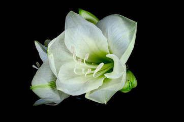 Beautiful white Amaryllis flower appearing from a black background shot in a studio with lighting from above
