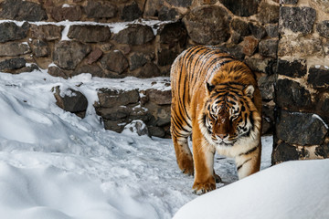 beautiful panthera tigris on a snowy road