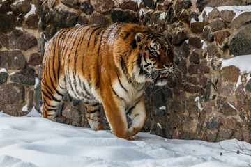 Fototapeta na wymiar beautiful panthera tigris on a snowy road