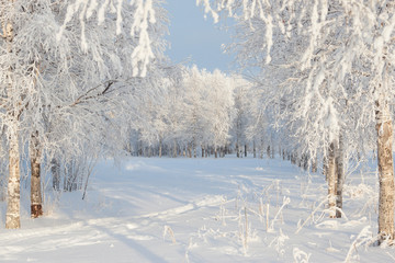 Winter landscape with snow covered trees