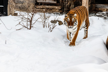 beautiful panthera tigris on a snowy road