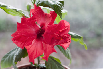 Obraz premium Hibiscus in a pot on the window