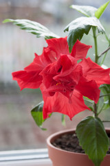 Hibiscus in a pot on the window