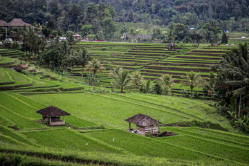 Fototapeta na wymiar Rizières Bali