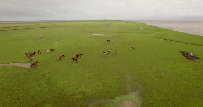 Aerial over wild horses on lush grass plane on Marajo Island in the Brazilian Amazon