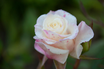 Beautiful  l blooming rose