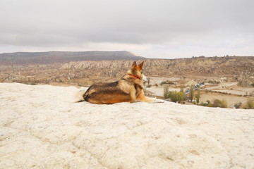 Brown big dog laying on the stone