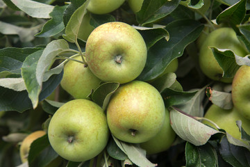 Apples Growing on Tree
