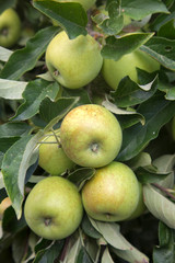 Apples on Tree