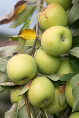 Apples Growing on Tree