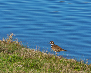 Killdeer along the nature trail in Pearland!