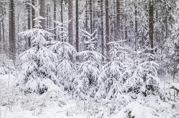 Romantischer Winterwald verschneite Bäume