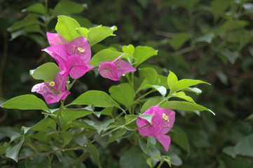Plant Bougainvillea with pink flowers at background of green leaf