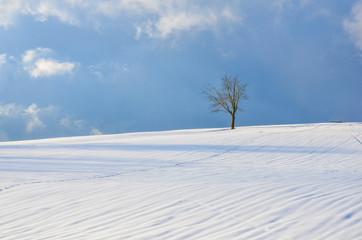 Romantischer Winterwald verschneite Bäume