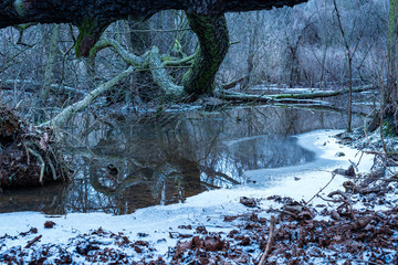 Swamp in Winter, snow, ice, water, blue