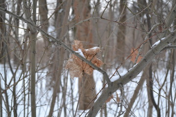  dead leaves