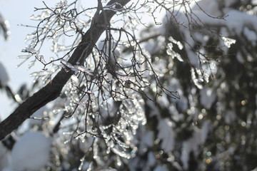 Transparent ice with bubbles on frozen tree branches