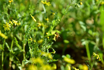 bee on yellow flowers in the garden