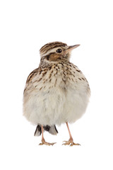 Wood Lark
