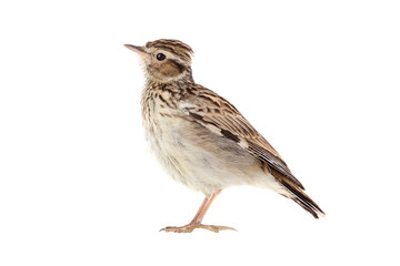 Wood Lark