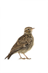Wood Lark (Lullula arborea) isolated
