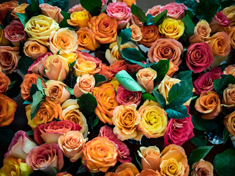 colorful roses background © NelsonCharette Media