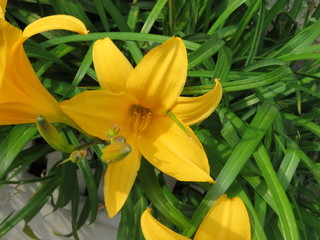 Obraz premium 初夏の花