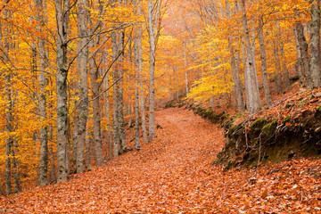 Obraz premium AUTUMN COLORS III