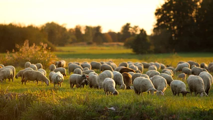 Foto op Plexiglas flock of sheep in a field © Mira