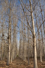 Scene of trees in winter