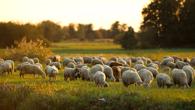 flock of sheep in a field