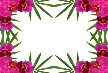 Orchid illustrations for wedding and valentine cards