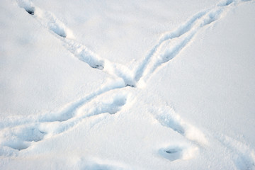 Animal tracks in the snow in winter.