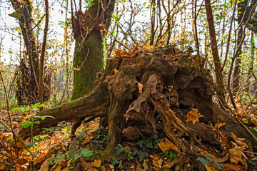 Close-up of an uprooted tree root