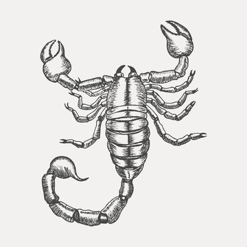 Scorpion isolated on white background. Hand drawn sketch in vintage engraving style. Vector illustration of Arachnid. Water Zodiac Sign. Tattoo of a poisonous spider.