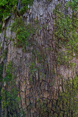 The bark of an old tree with moss. Background.