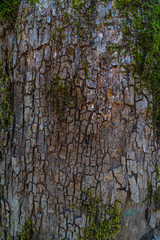 The bark of an old tree with moss. Background.