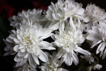 Fototapeta na wymiar White garden chrysanthemums on a dark background.