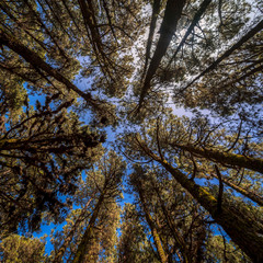 Fototapeta premium The sky through relict pines in the highland forest (more than 2000 meters). Tenerife. Canary Islands. Spain.