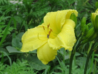 初夏の花