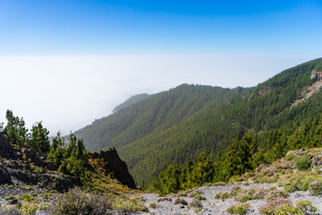 View of the valley and the forest from under the clouds. Viewpoint: Mirador de Ortuno. Tenerife. Canary Islands. Spain.