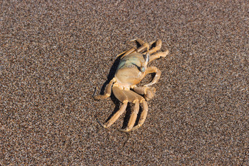 big-eyed crab on the sand
