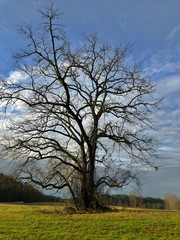 A lone tree in a field in late Autumn.