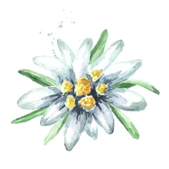 Edelweiss-Blume (Leontopodium alpinum), Aquarell handgezeichnete Illustration isoliert auf weißem Hintergrund © dariaustiugova