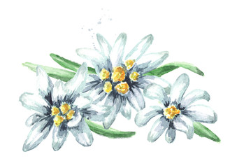 Edelweiss flowers (Leontopodium alpinum), Watercolor hand drawn illustration isolated on white background
