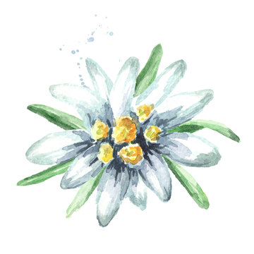 Edelweiss flower (Leontopodium alpinum), Watercolor hand drawn illustration isolated on white background