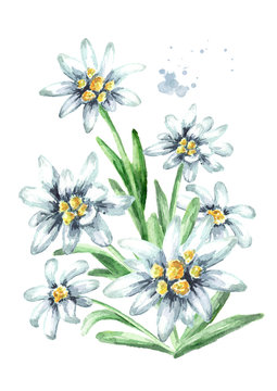 Edelweiss flowers (Leontopodium alpinum) watercolor hand drawn illustration, isolated on white background